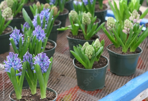 spring hyacinths