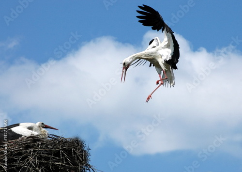 Flaying stork over nest