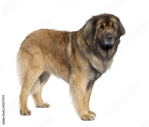 Fototapeta Naklejka Na Ścianę i Meble -  Leonberger (3 years old)
