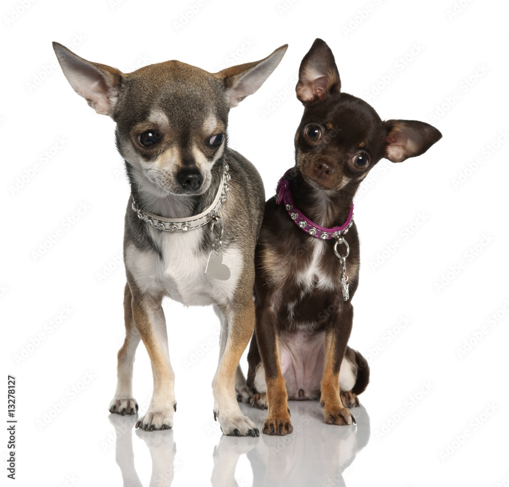 Couple of chihuahua (8 months and 19 months old) Couple of chihuahua (8 months and 19 months old)