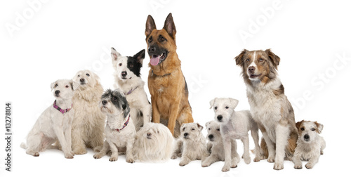 group of dog : german shepherd, border collie, Parson Russell