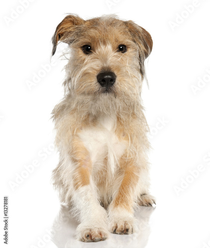 Mixed-Breed Dog with a griffon (18 months old)