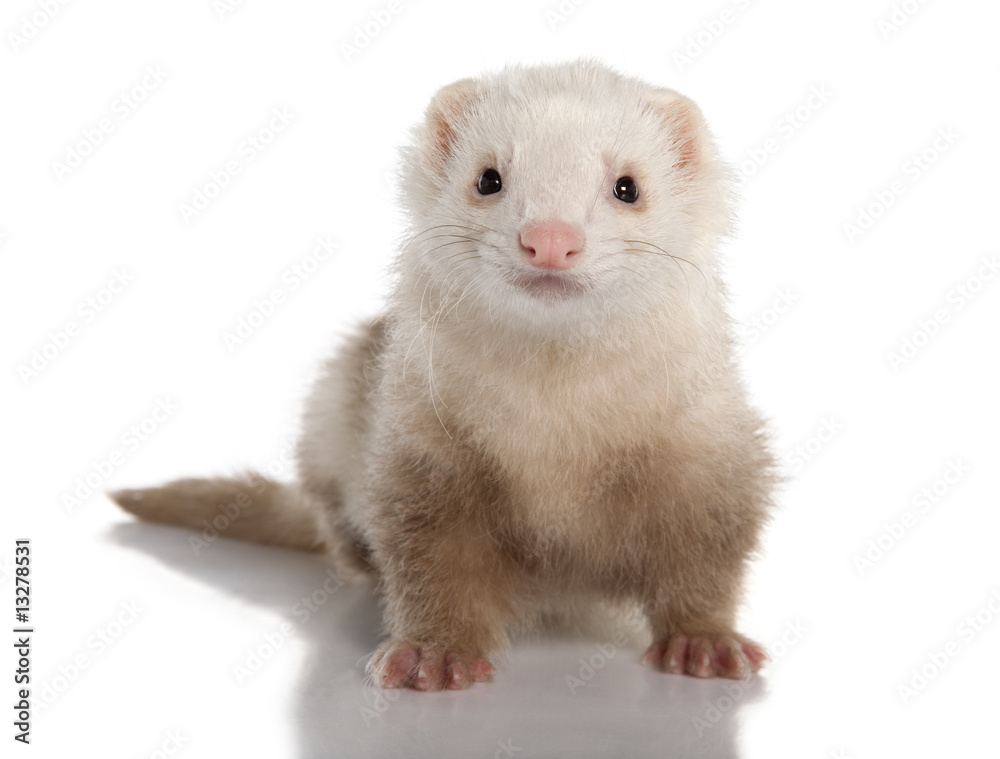 ferret - Mustela putorius furo (7 years old) ferret - Mustela putorius furo (7 years old)
