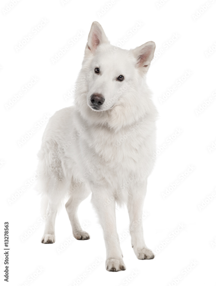 White Shepherd Dog (6 years old)