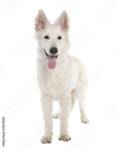 White Shepherd Dog puppy (5 months old)