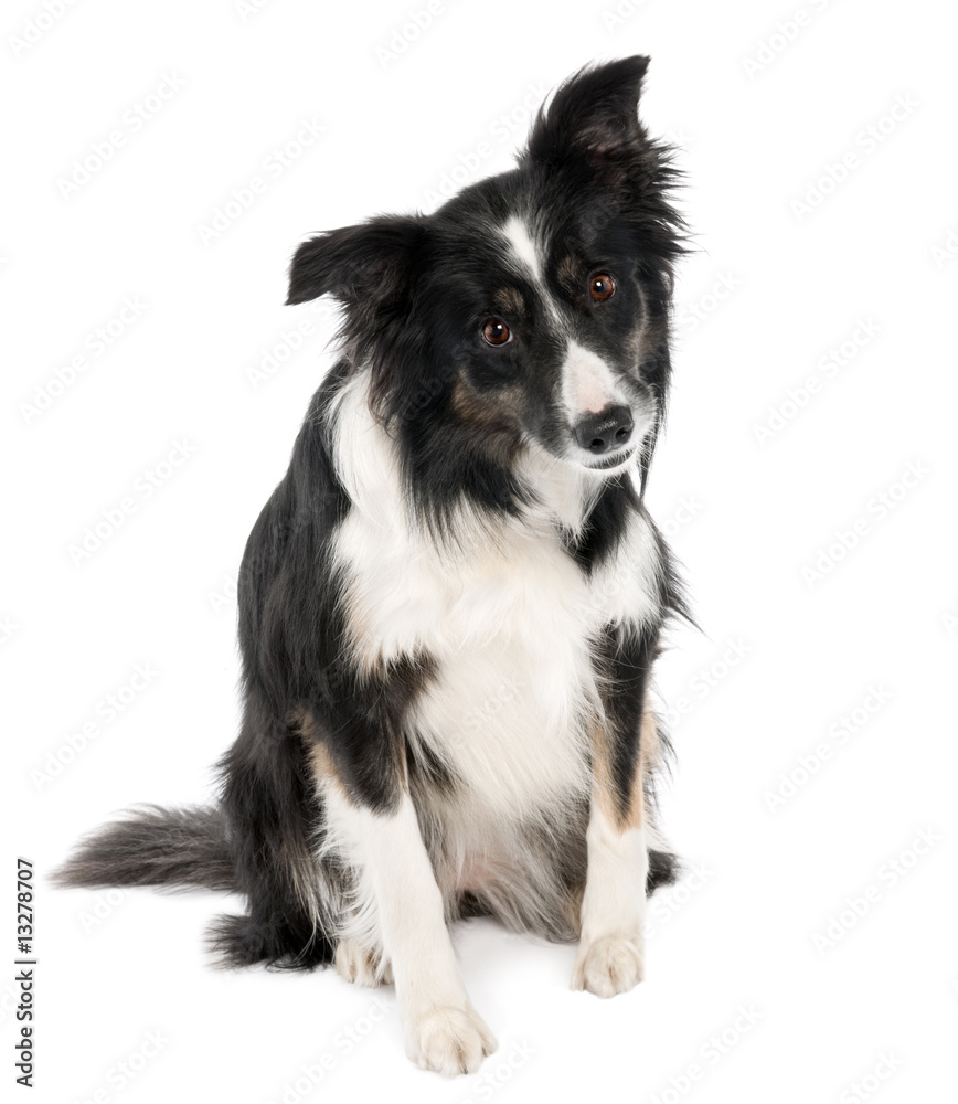 Fototapeta premium Border Collie (5 years old)
