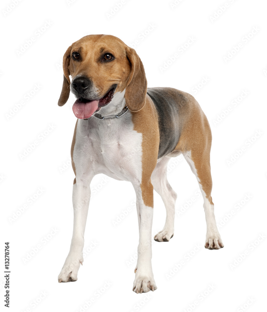 Mixed-Breed Dog with a beagle (5 years old)