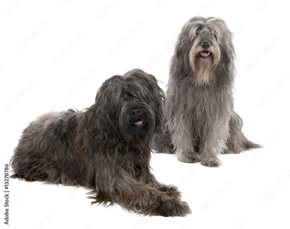 Catalan Sheepdog (6 and 3 years old)