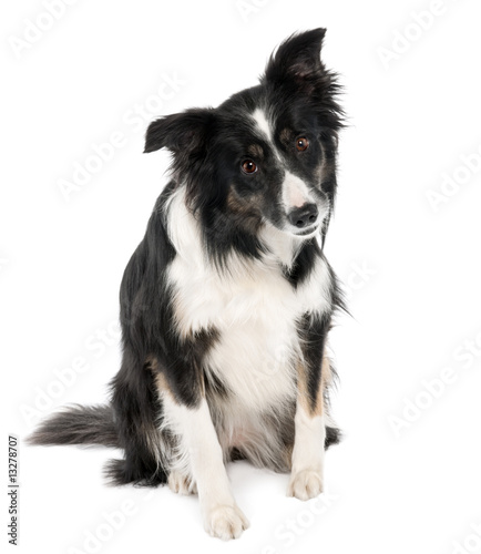 Border Collie (5 years old) © Eric Isselée