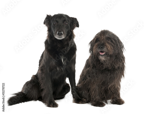 Fototapeta Naklejka Na Ścianę i Meble -  Couple of a Mixed-Breed Dog with a Border Collie and a Gos d'Atu