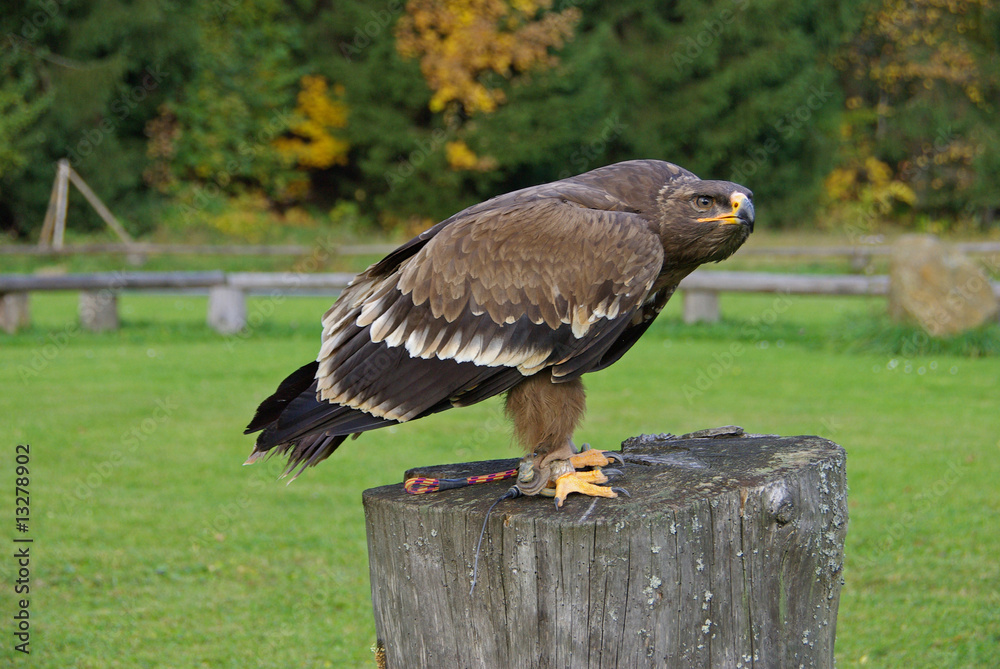 Fototapeta premium Im Reich des Steppenadler