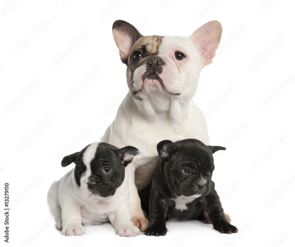 Mother French Bulldog and her puppies (1 year old and 8 weeks ol