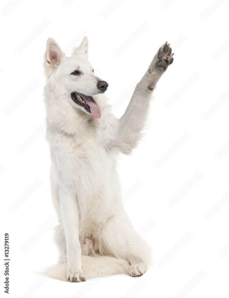 White Shepherd Dog (1 year old) White Shepherd Dog (1 year old)