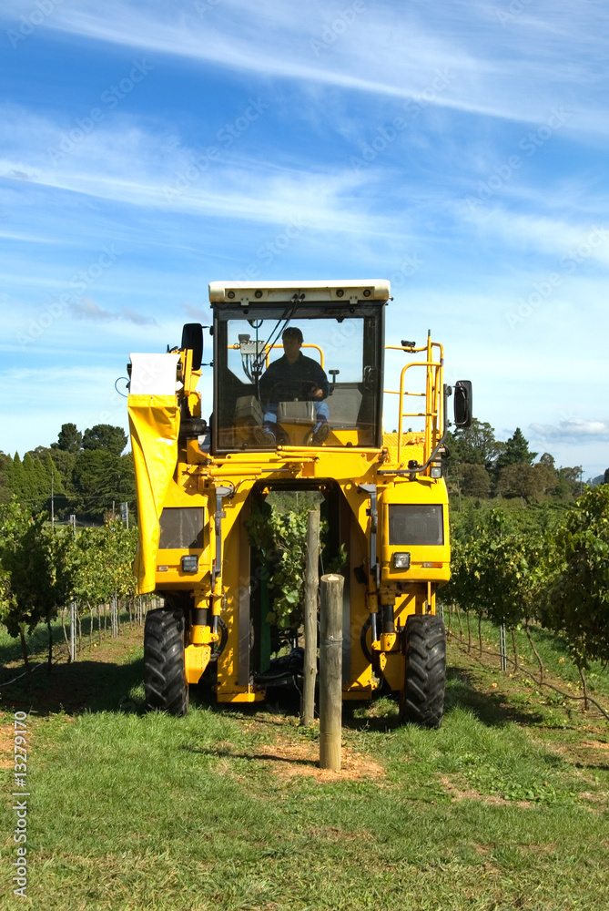 Harvesting Grapes