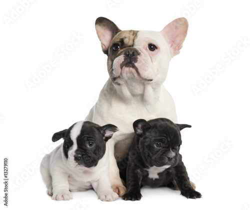 Mother French Bulldog and her puppies  1 year old and 8 weeks ol
