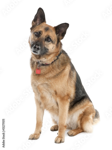 Fototapeta Naklejka Na Ścianę i Meble -  german shepherd (5 years old) / alsatian, police dog