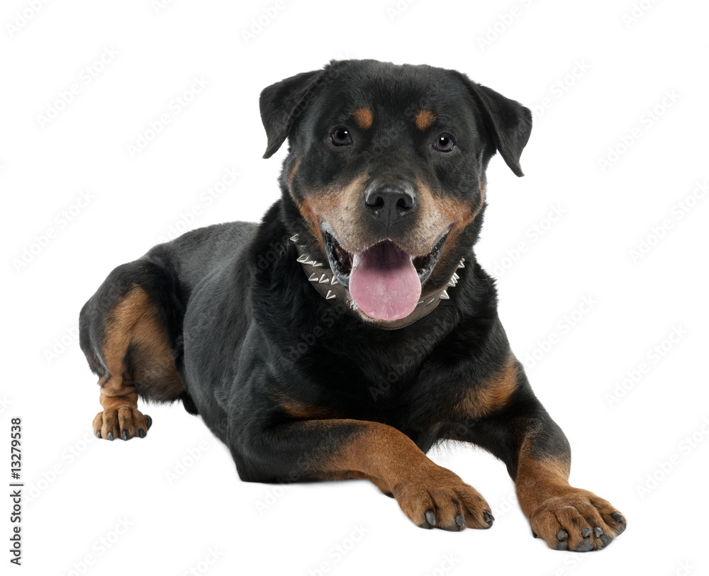 Fototapeta premium rottweiler (12 months)