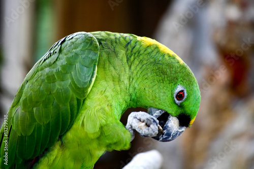 speaking parrot closeup