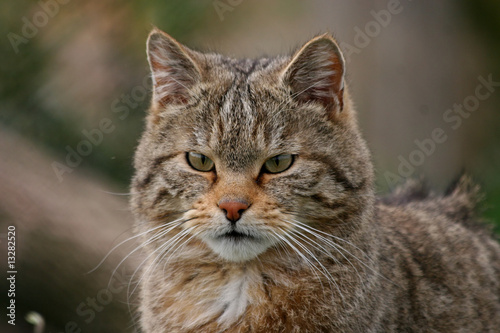 portrait of an wild european cat