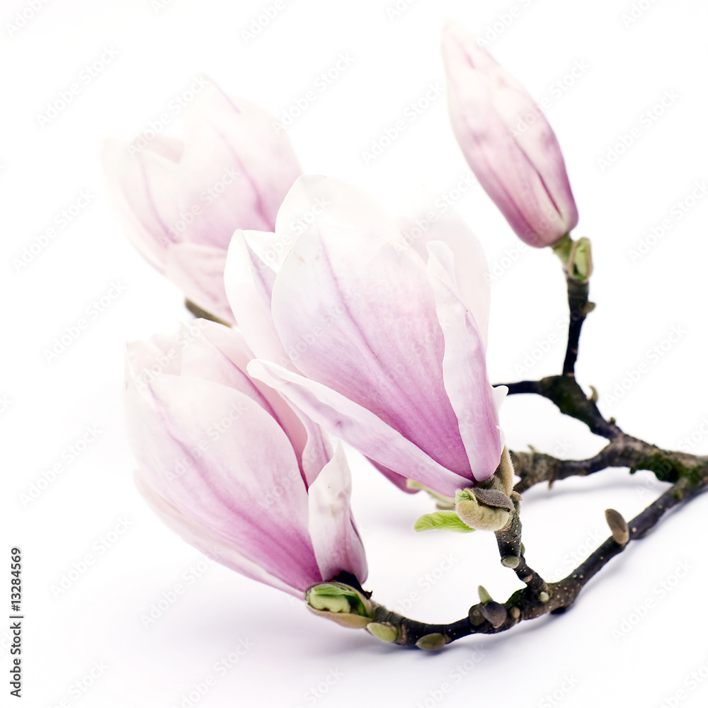 Naklejka premium magnolia flowers