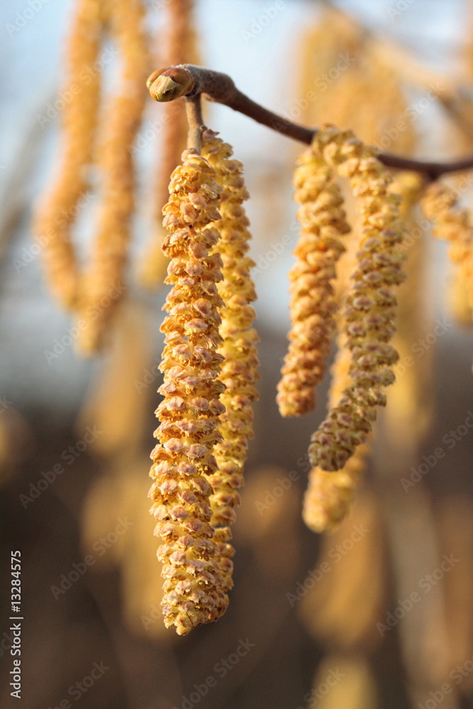 Naklejka premium Haselkätzchen