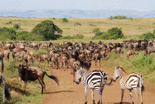 Herd of antelopes Gnu and couple of zebras