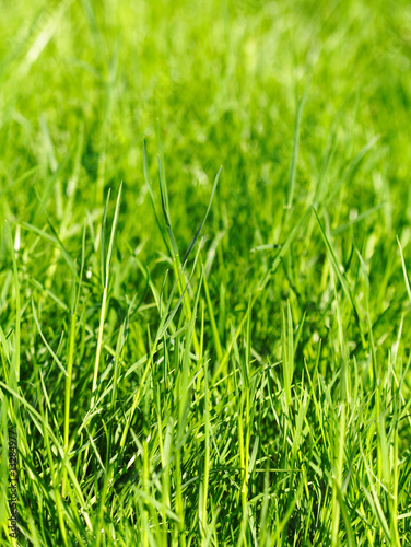 grass background