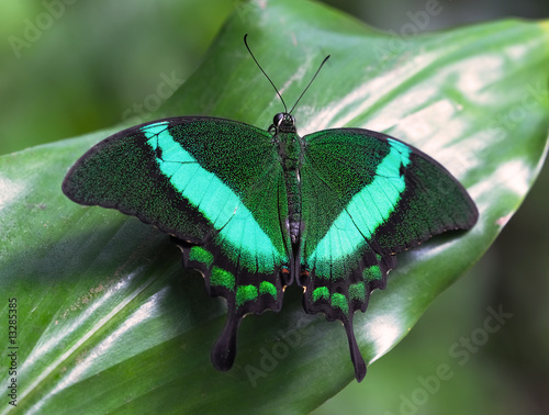 Emerald Swallowtail
