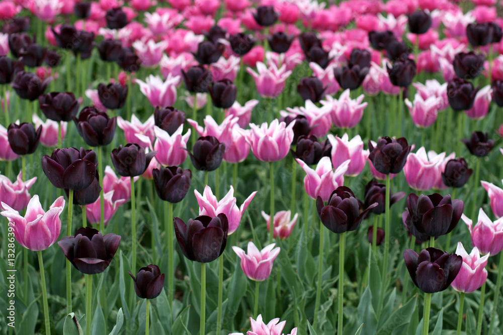 Tulips Tulips