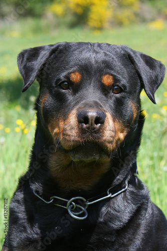 beau portrait de rottweiler    l air dissuasif