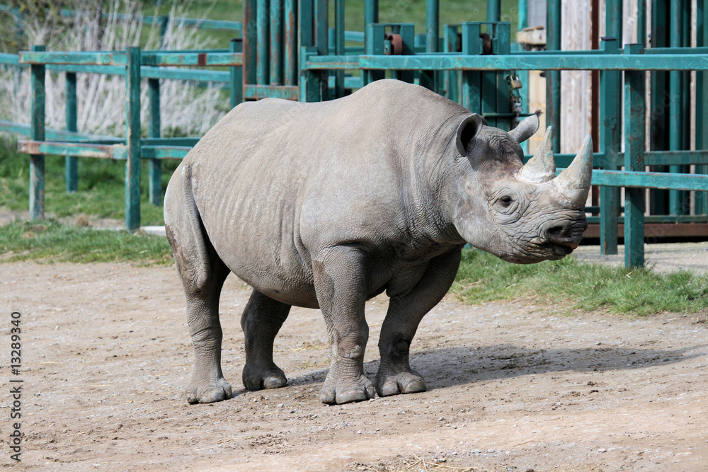 Naklejka premium Rhinocerous 3
