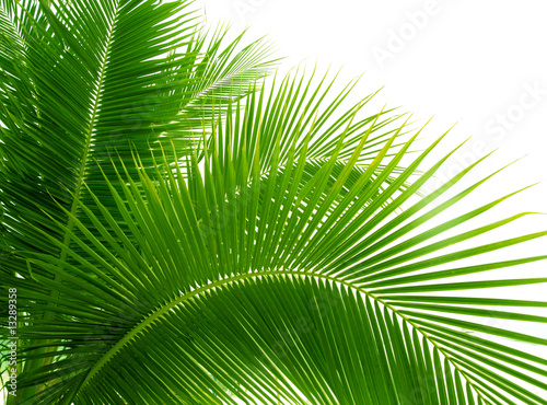 leaves of palm and morning light