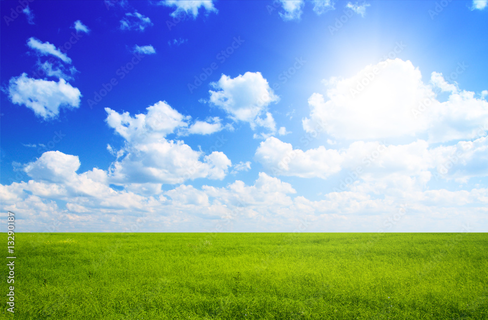 field of flax and blue sky