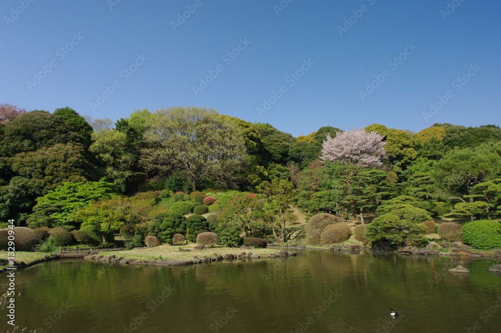 春の小石川植物園 春の小石川植物園