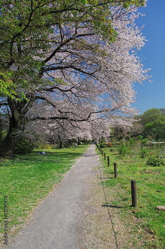 桜の小径