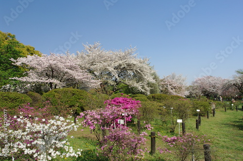 小石川植物園の桜とつつじ