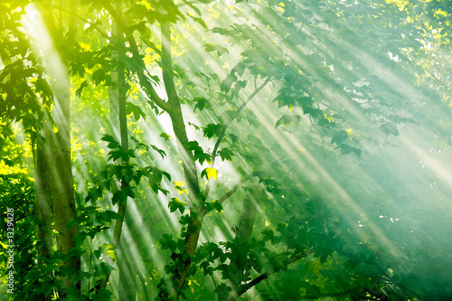 fairy  forest