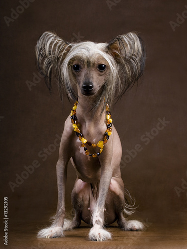 The Chinese Crested Dog