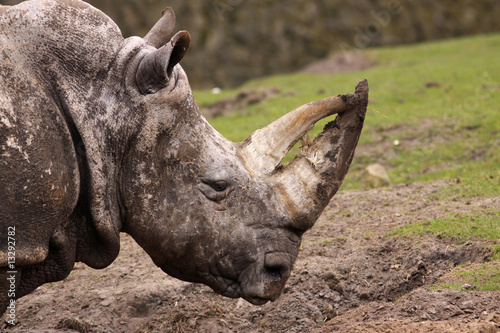 Rhino © Henk Bentlage