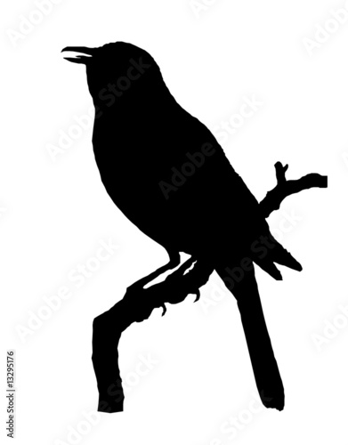 Amsel