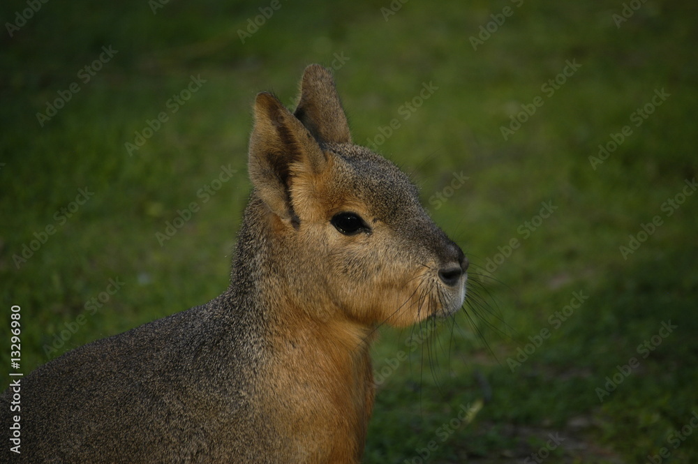 Obraz premium Großer Mara