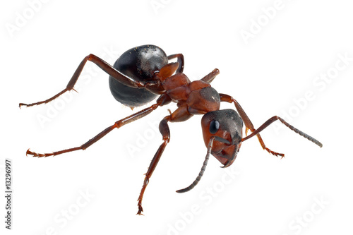 Ant (Formica polyctena) isolated on white
