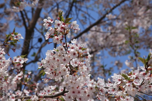 Kirschbäume in Korea photo