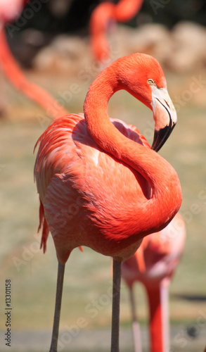 red flamingo in a park in Florida © Gary
