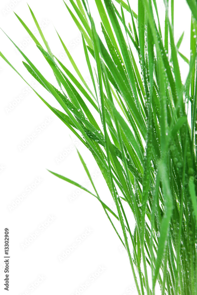 Young green grass Young green grass