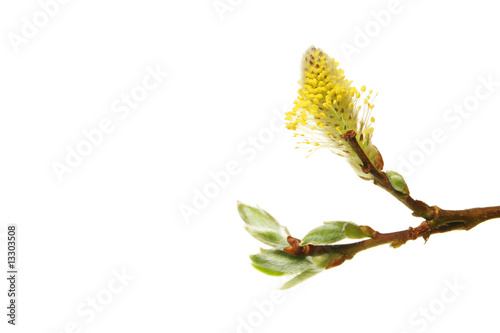 Willow tree flower photo