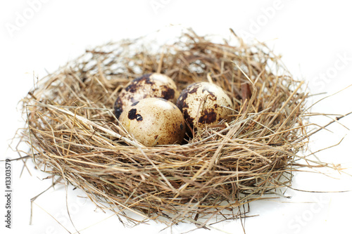 egg in a real nest