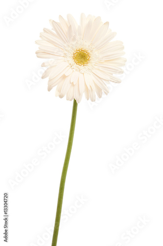 Wallpaper Mural white daisy flower Torontodigital.ca