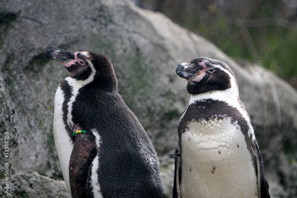 Naklejka premium tier