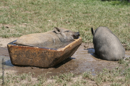 swimming Pig